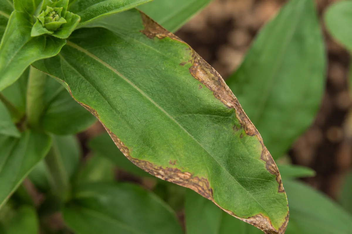 Close-up of Overfertilization on Zinnia - diagnostic detail