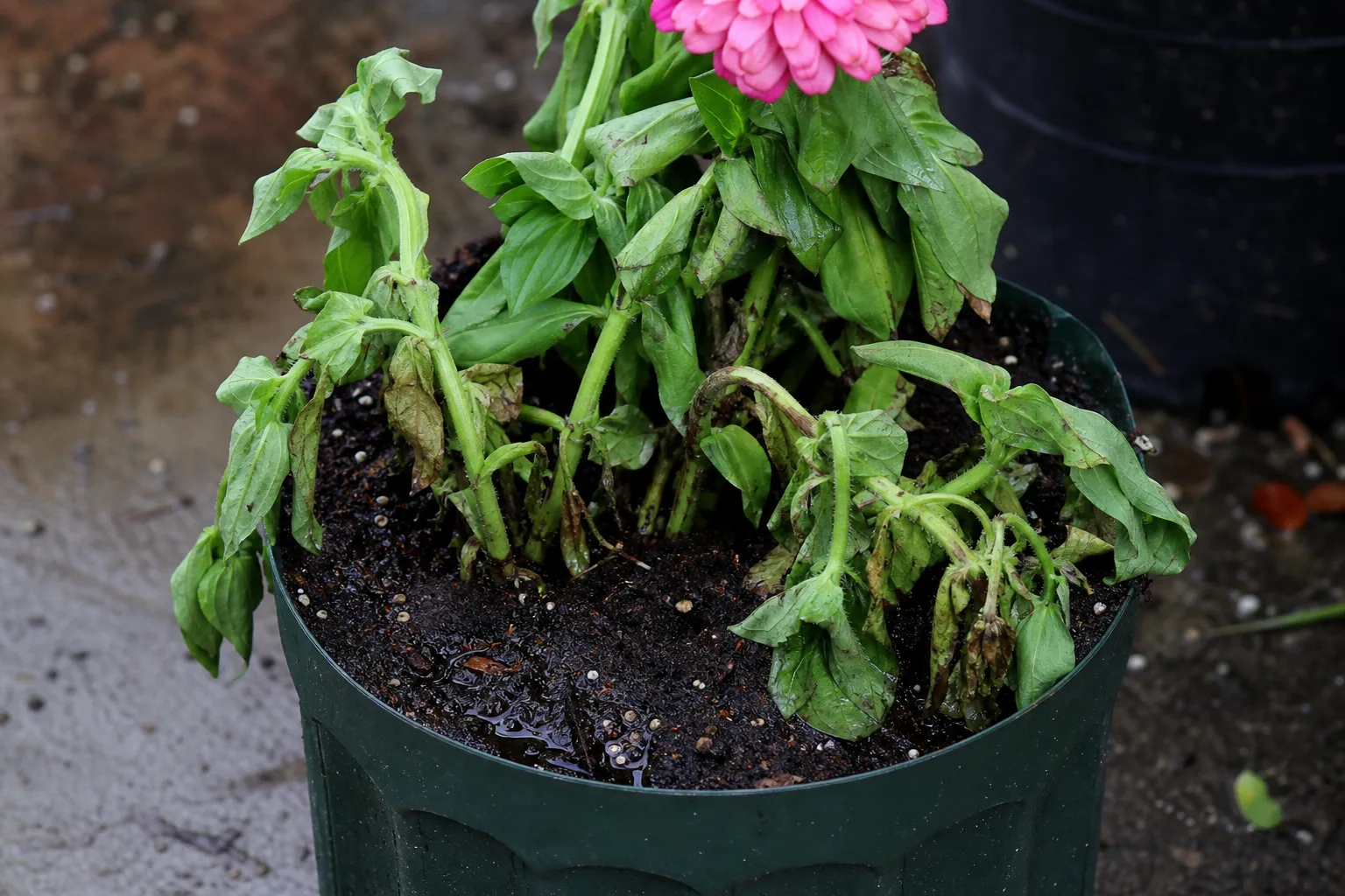 Root Rot on Zinnia - visible symptom on the plant