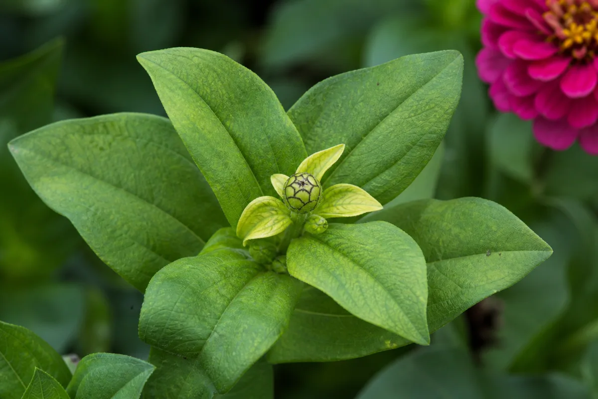 Close-up of Slow Growth on Zinnia - diagnostic detail