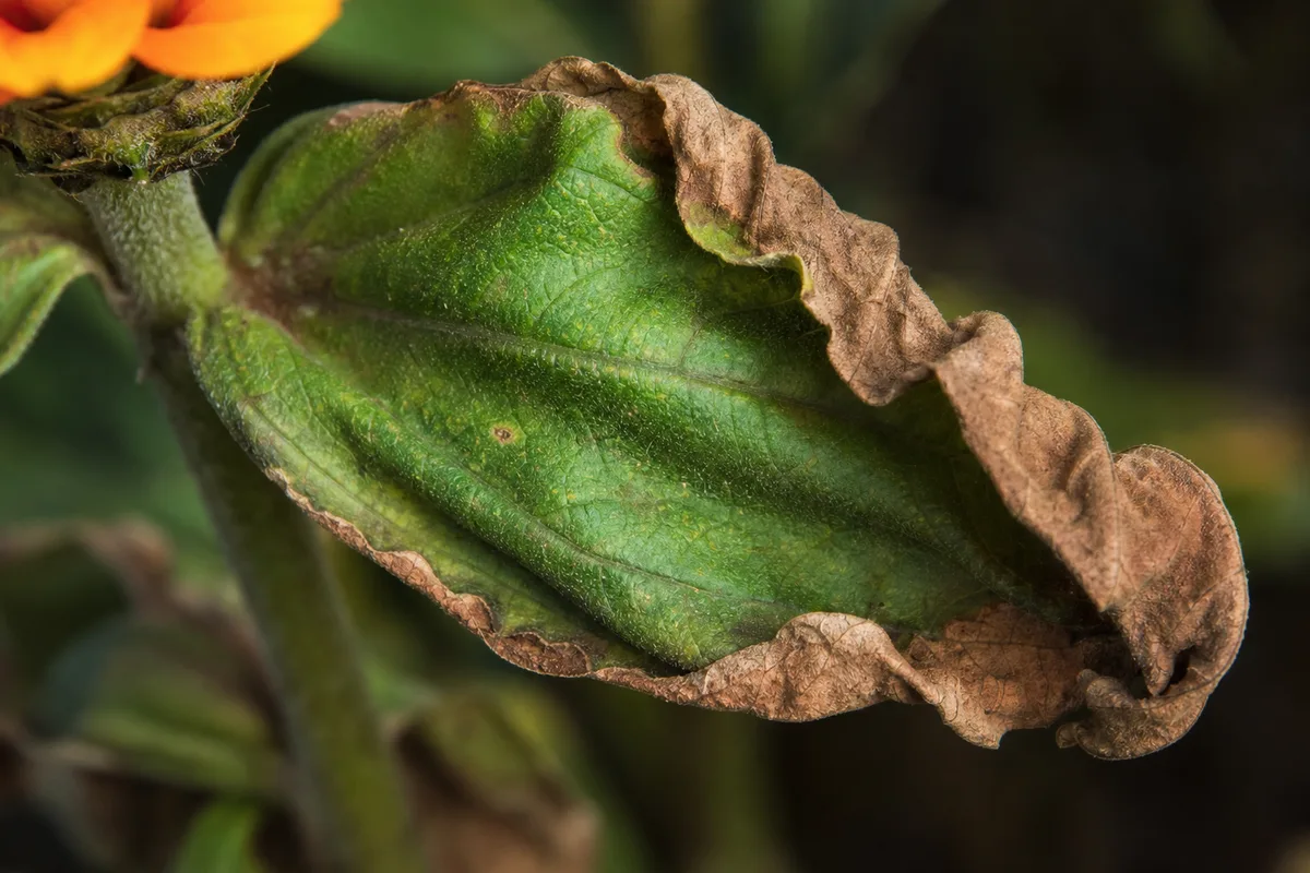Close-up of Underwatering on Zinnia - diagnostic detail
