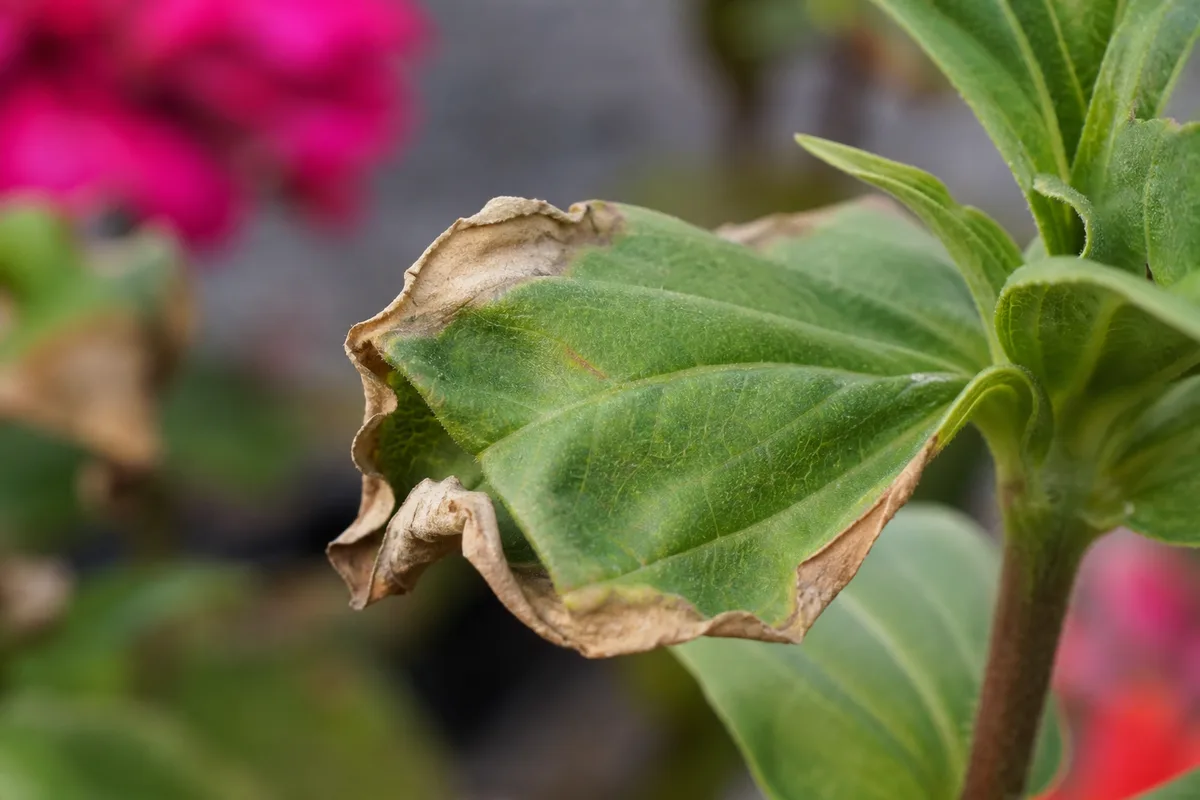 Close-up of Water Stress on Zinnia - diagnostic detail