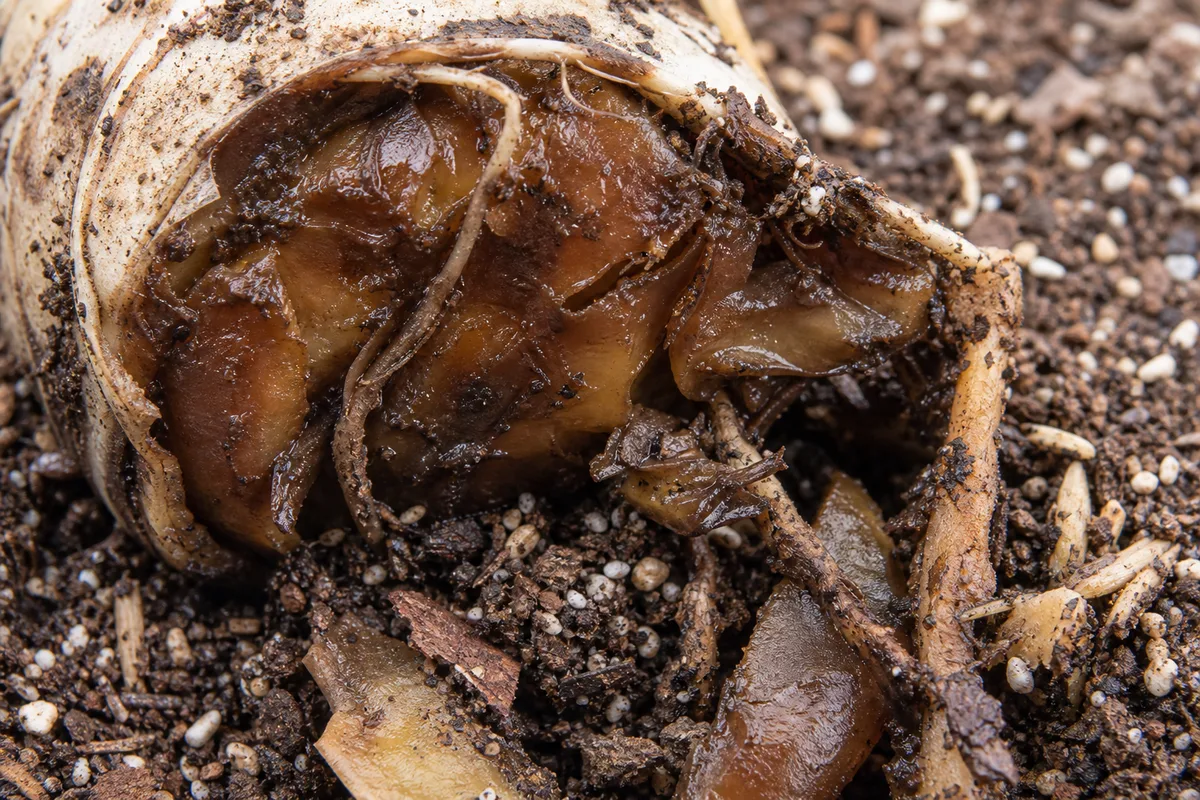 Close-up of Damaged Roots on ZZ Plant - diagnostic detail