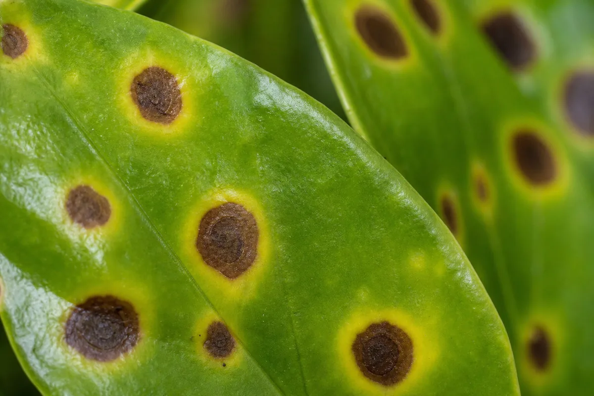 Close-up of Leaf Spot Disease on ZZ Plant - diagnostic detail