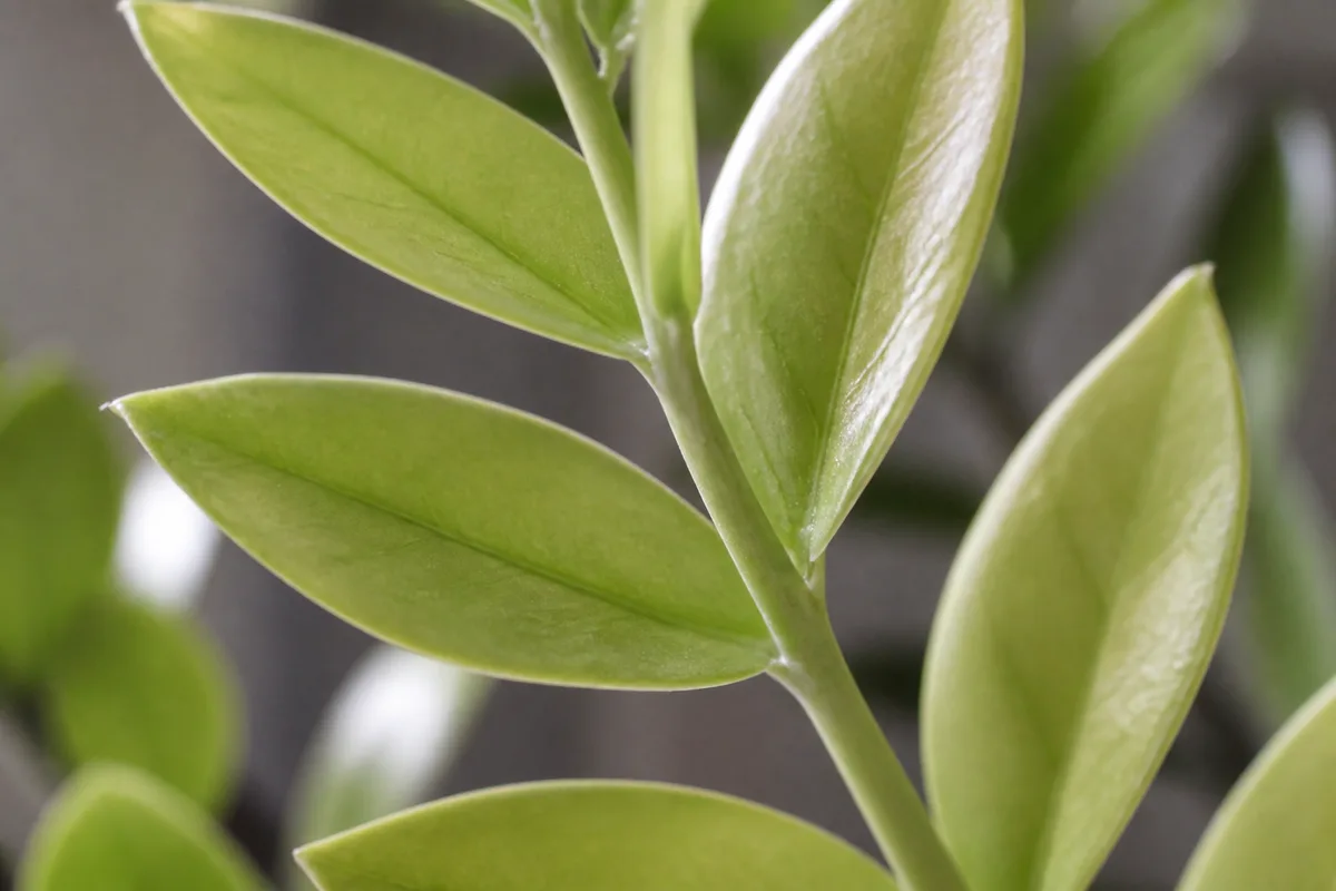 Close-up of Not Enough Light on ZZ Plant - diagnostic detail