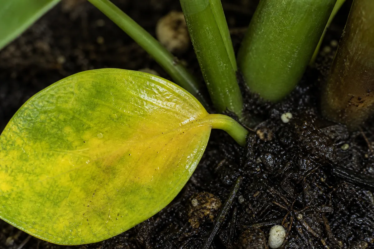 How This Guide Relates To The Zz Plant Hub for how this guide relates to the zz plant hub