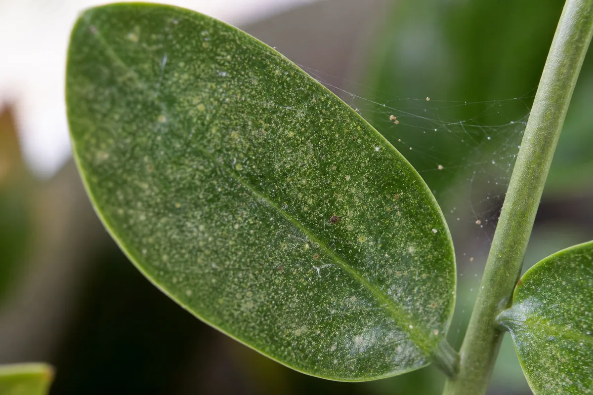 Close-up of Spider Mites on ZZ Plant - diagnostic detail