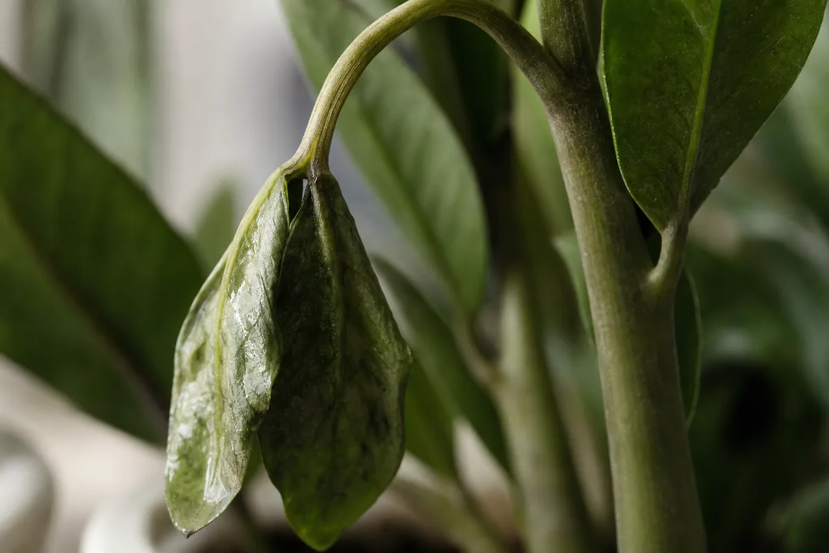 Close-up of Wilting on ZZ Plant - diagnostic detail
