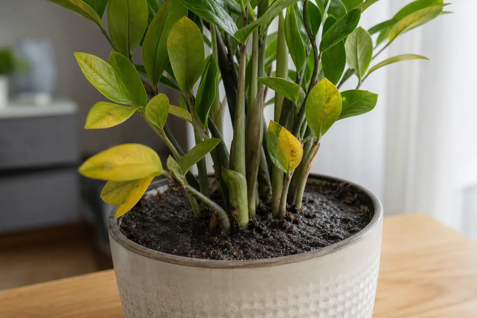 Wrong Soil Mix on ZZ Plant - visible symptom on the plant