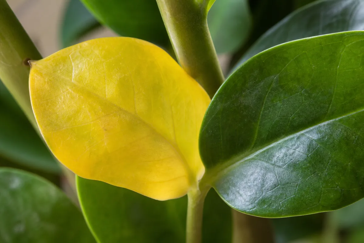 How This Guide Relates To Our Zz Plant Hub for how this guide relates to our zz plant hub