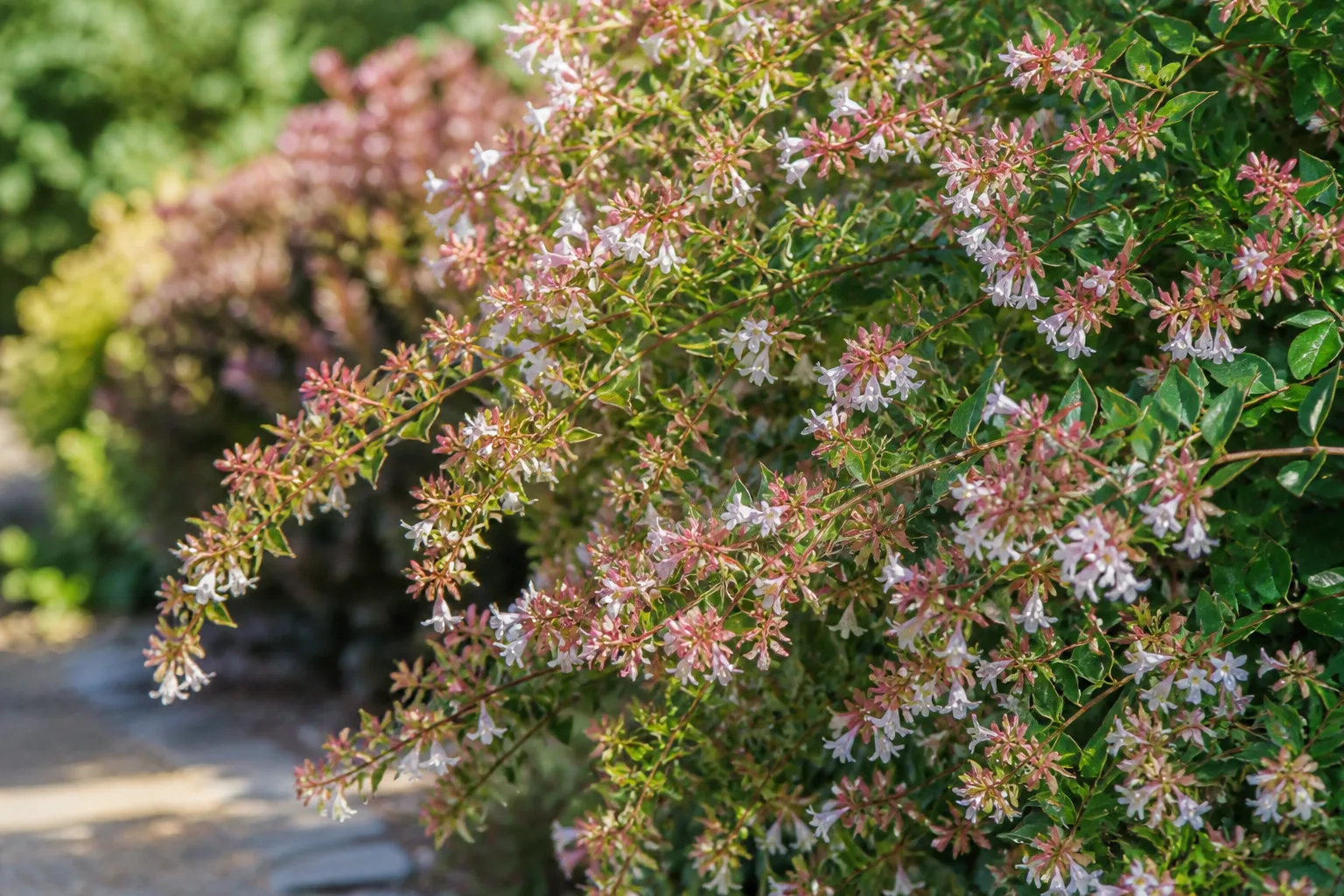 Abelia shrub with small pink-white tubular flowers on arching stems