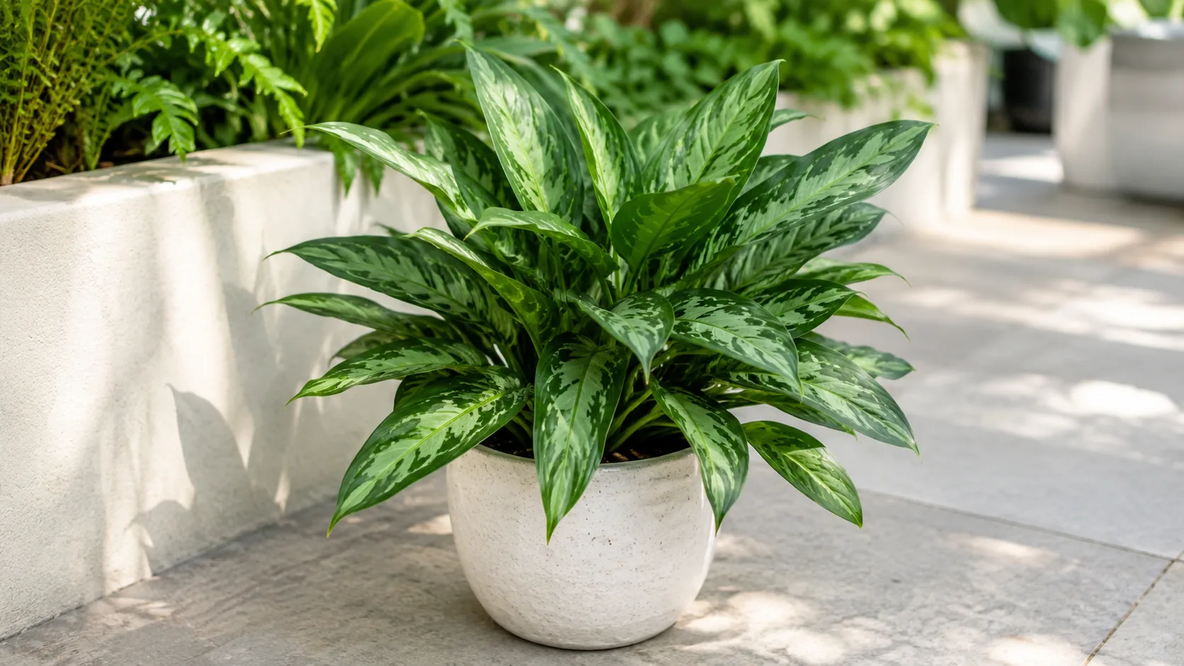 Aglaonema Maria houseplant