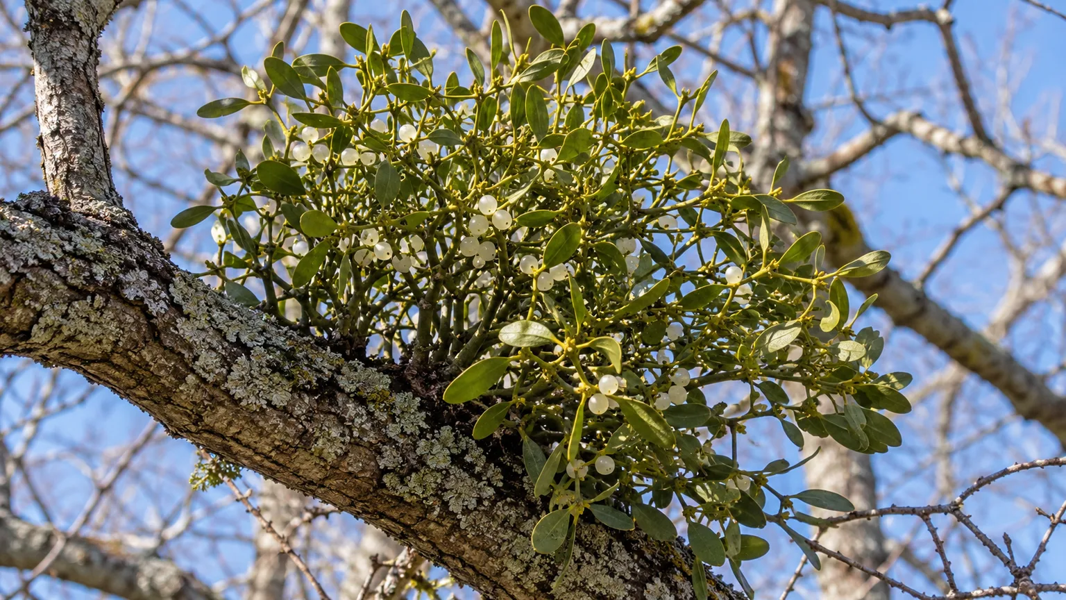 American mistletoe with green leaves and white berries growing on an oak branch