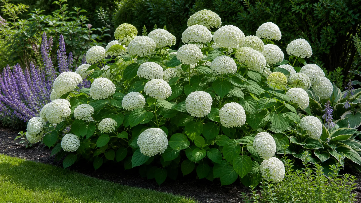 Annabelle smooth hydrangea with rounded white flower heads in a garden border