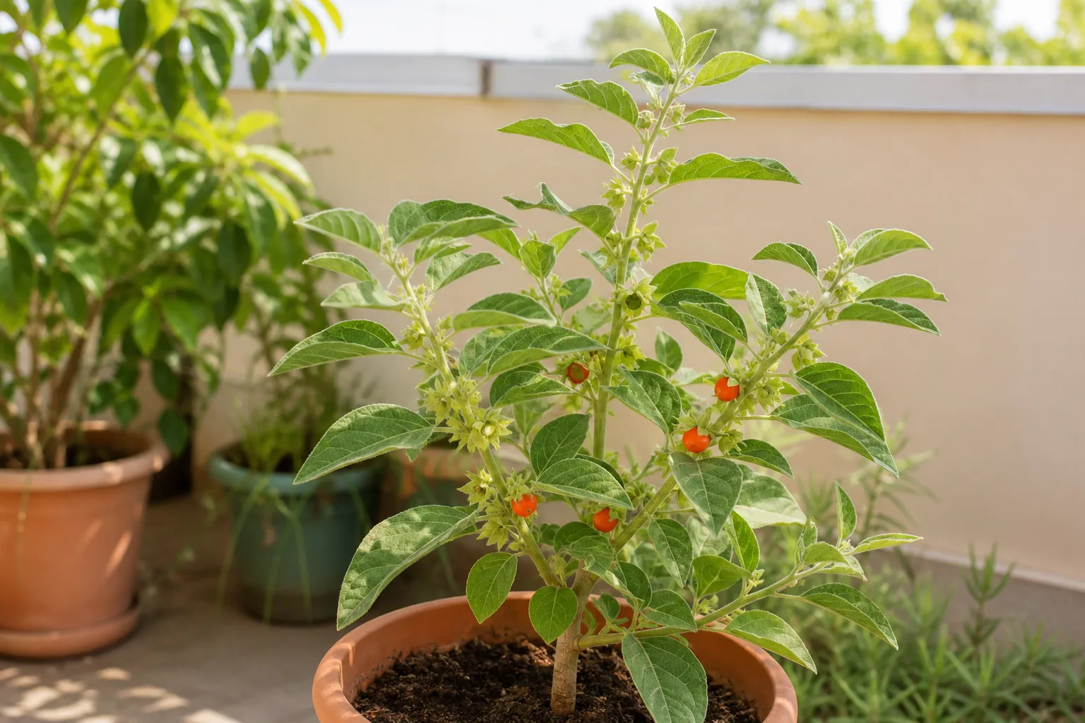 Ashwagandha houseplant