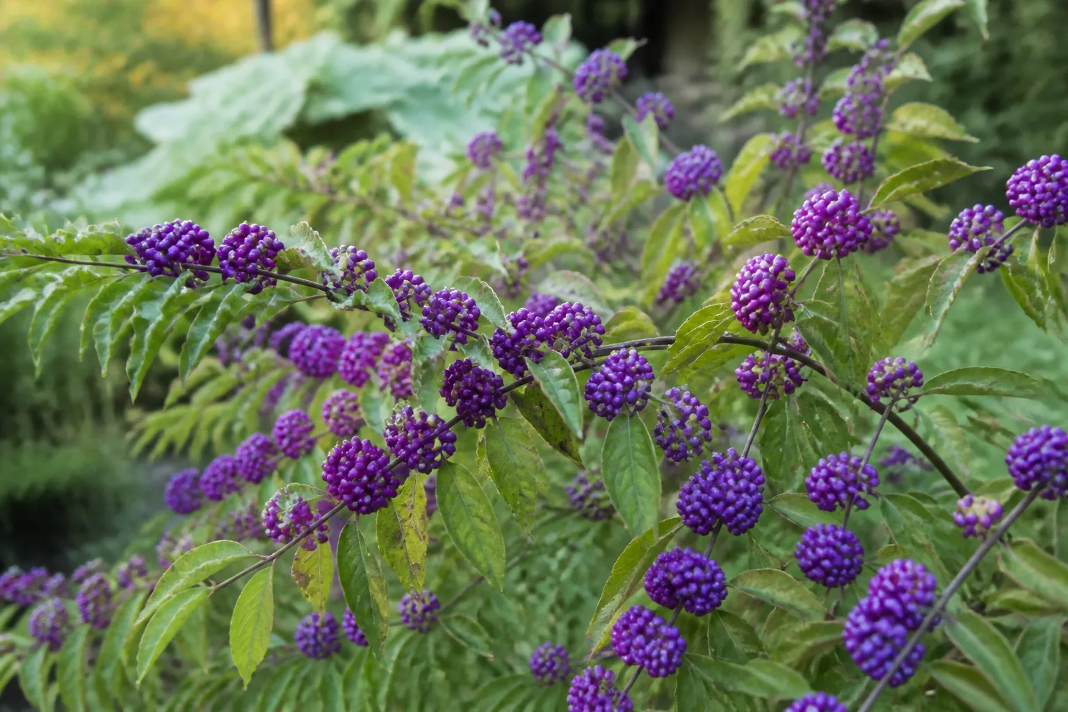 Beautyberry shrub with clusters of bright purple berries along arching stems