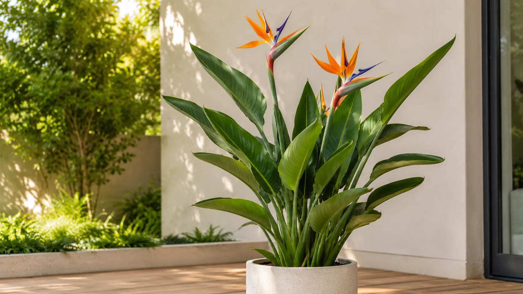 Bird of Paradise for 4. bird of paradise