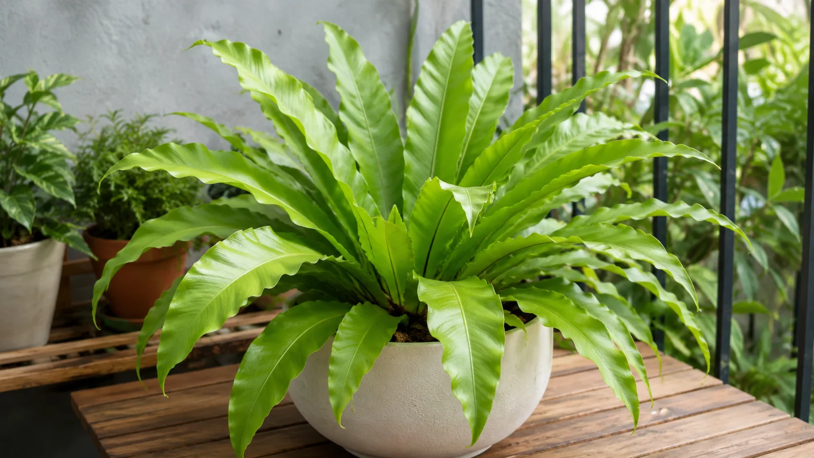 Birds Nest Fern for 10. bird's nest fern