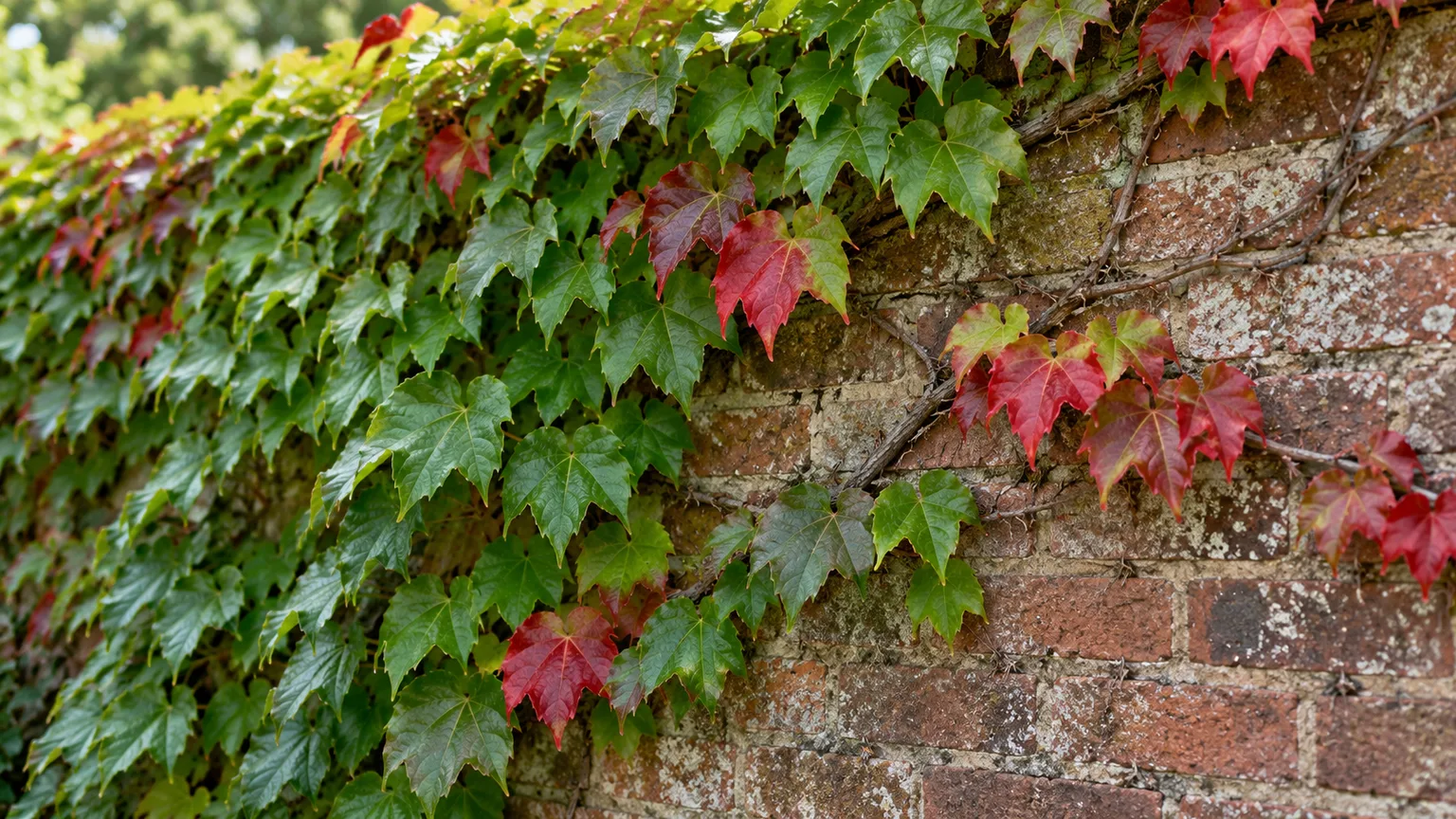 Boston ivy with green and crimson three-lobed leaves climbing a brick wall