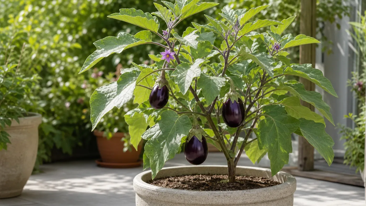 Brinjal houseplant