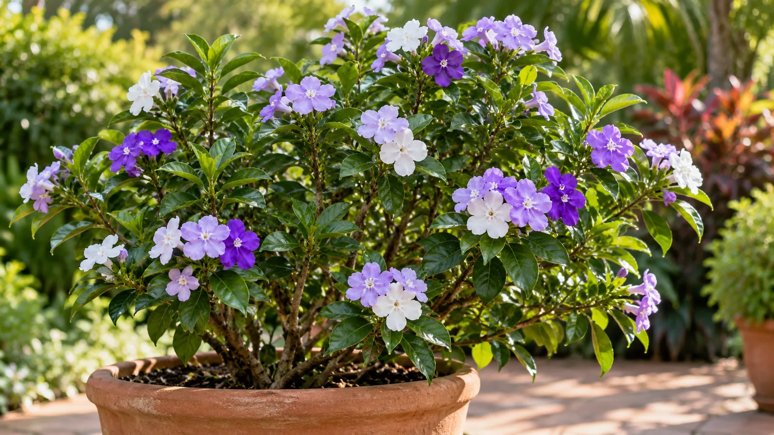 Healthy Brunfelsia pauciflora with violet, lavender, and white flowers in a terracotta pot