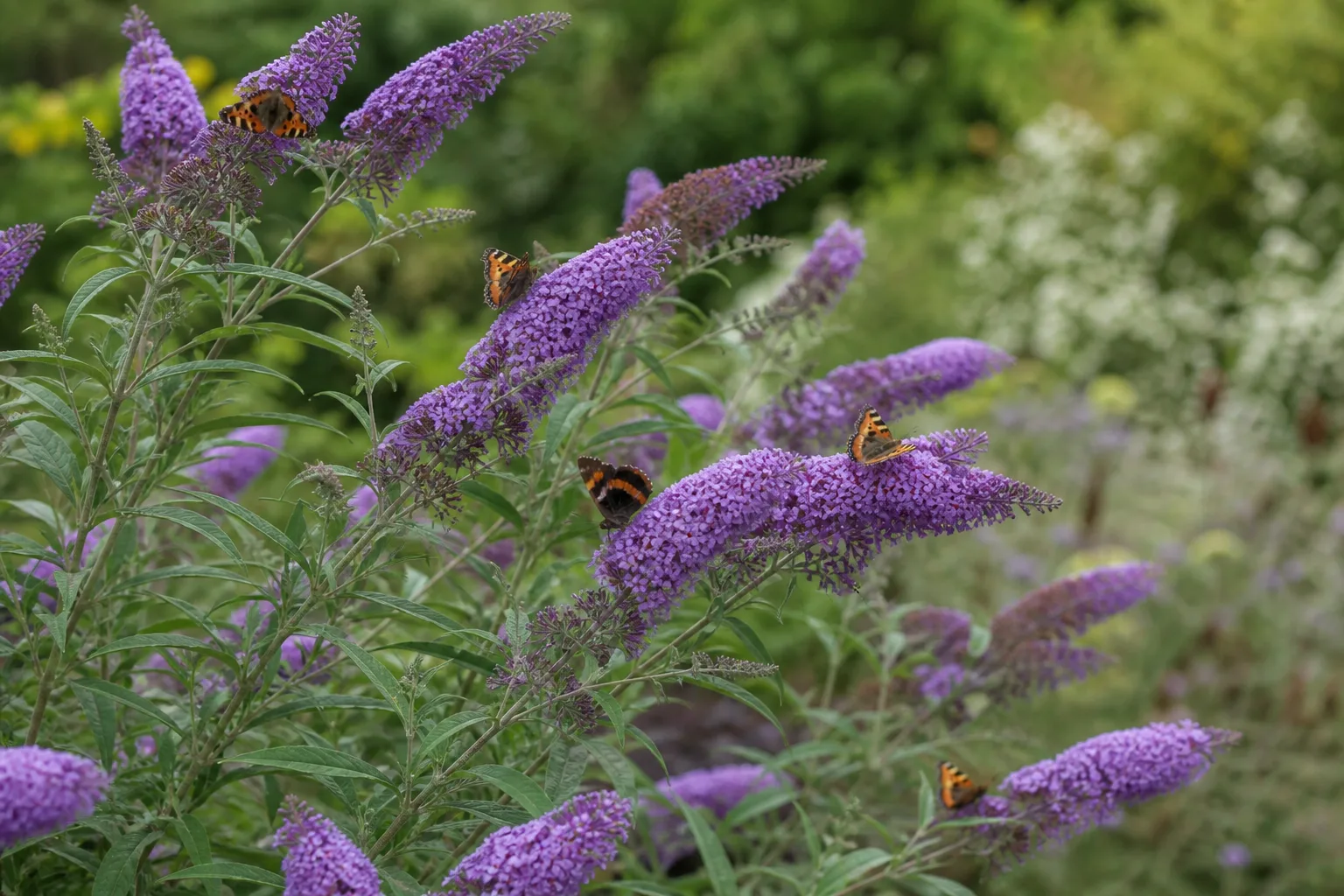 Butterfly bush with conical purple flower spikes in a summer garden