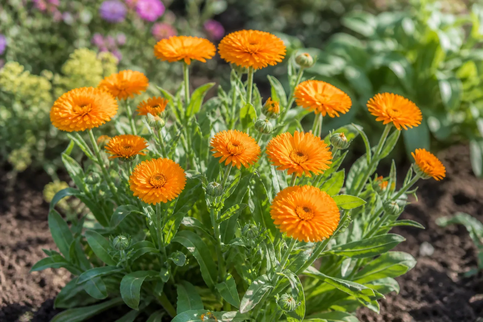 Orange calendula pot marigold flowers with layered petals in a cottage garden