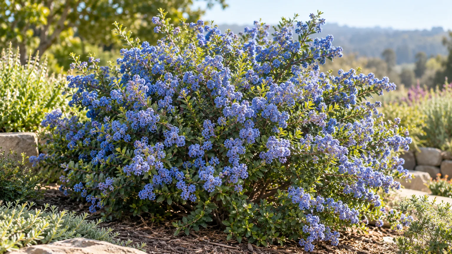 Healthy California lilac shrub with blue flowers in a sunny garden