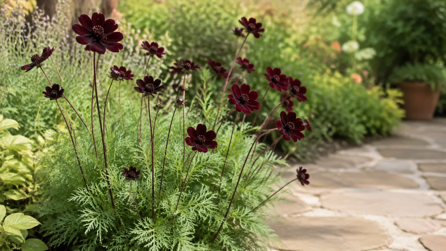 Healthy chocolate cosmos with velvety maroon blooms in a sunny garden border