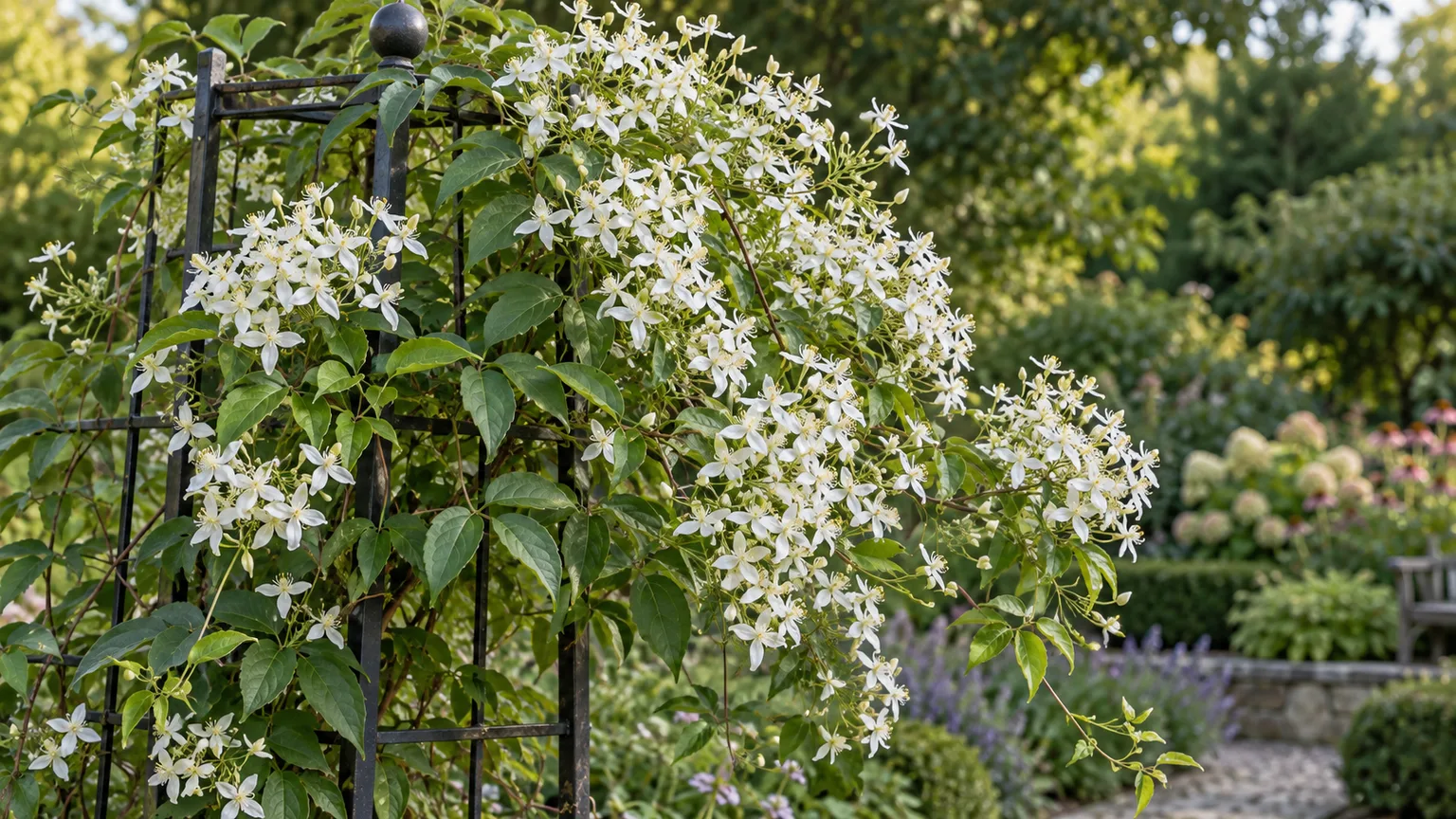 Sweet autumn clematis blooming on a garden trellis in late summer
