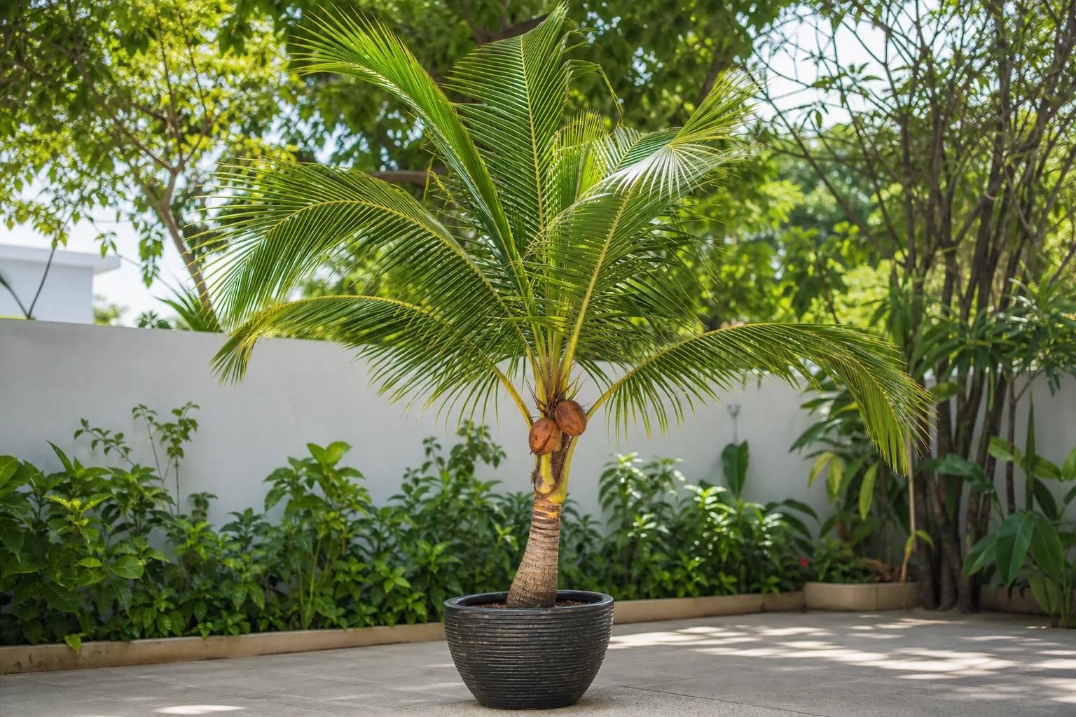 Coconut Tree houseplant