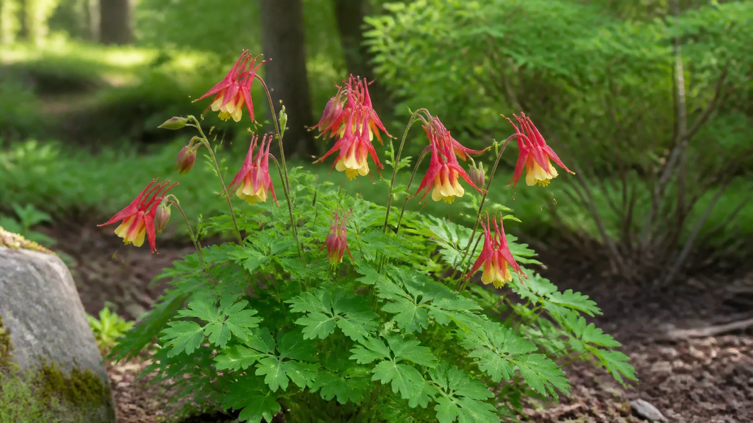 Healthy red-and-yellow columbine blooming in a spring woodland garden