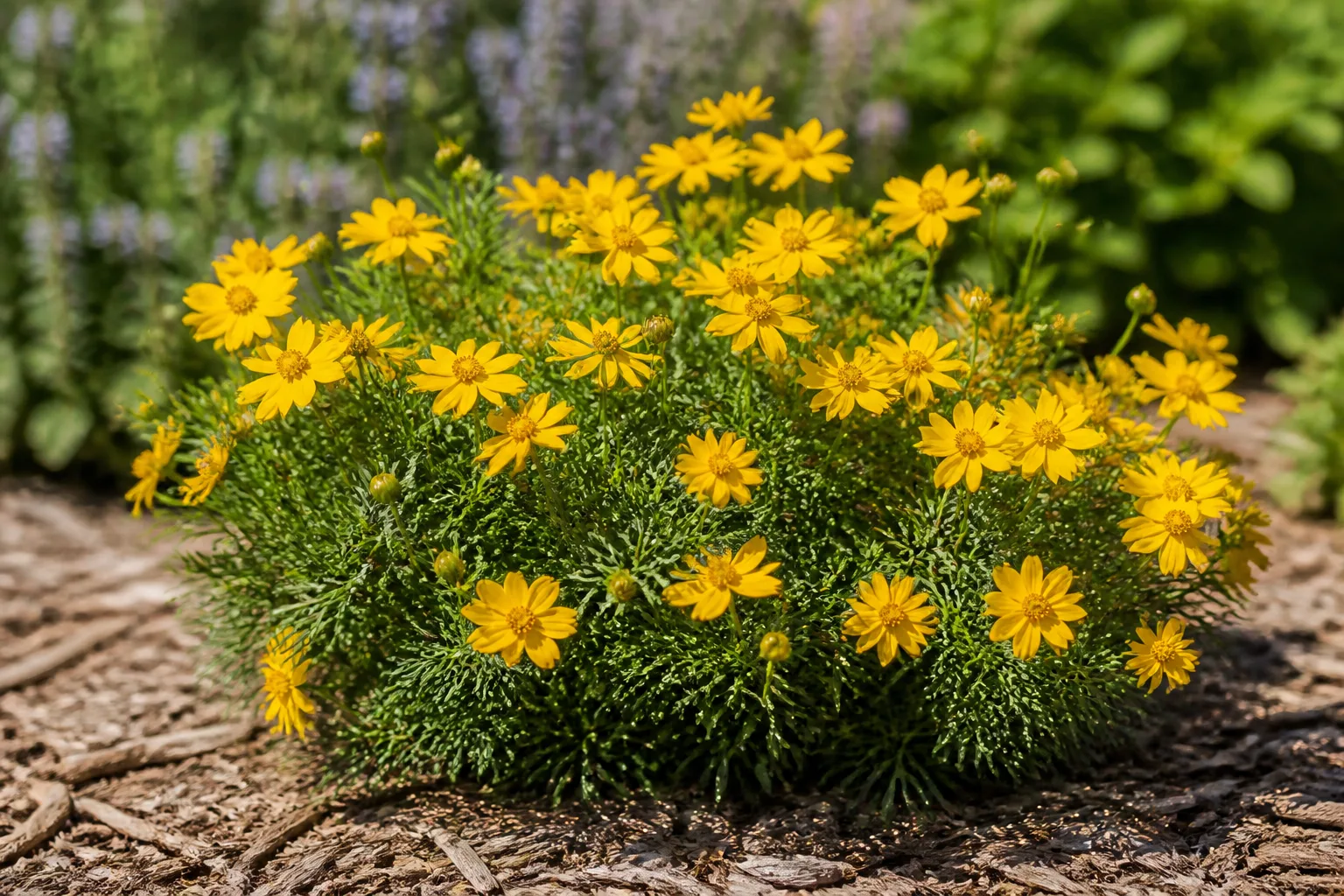 Golden-yellow tickseed coreopsis daisy flowers on a mounding perennial