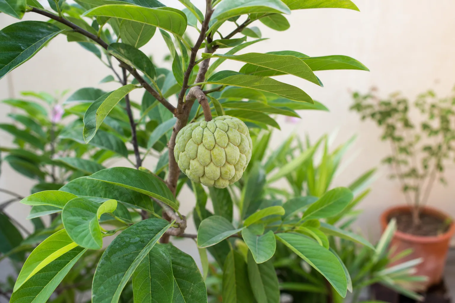 Custard Apple houseplant