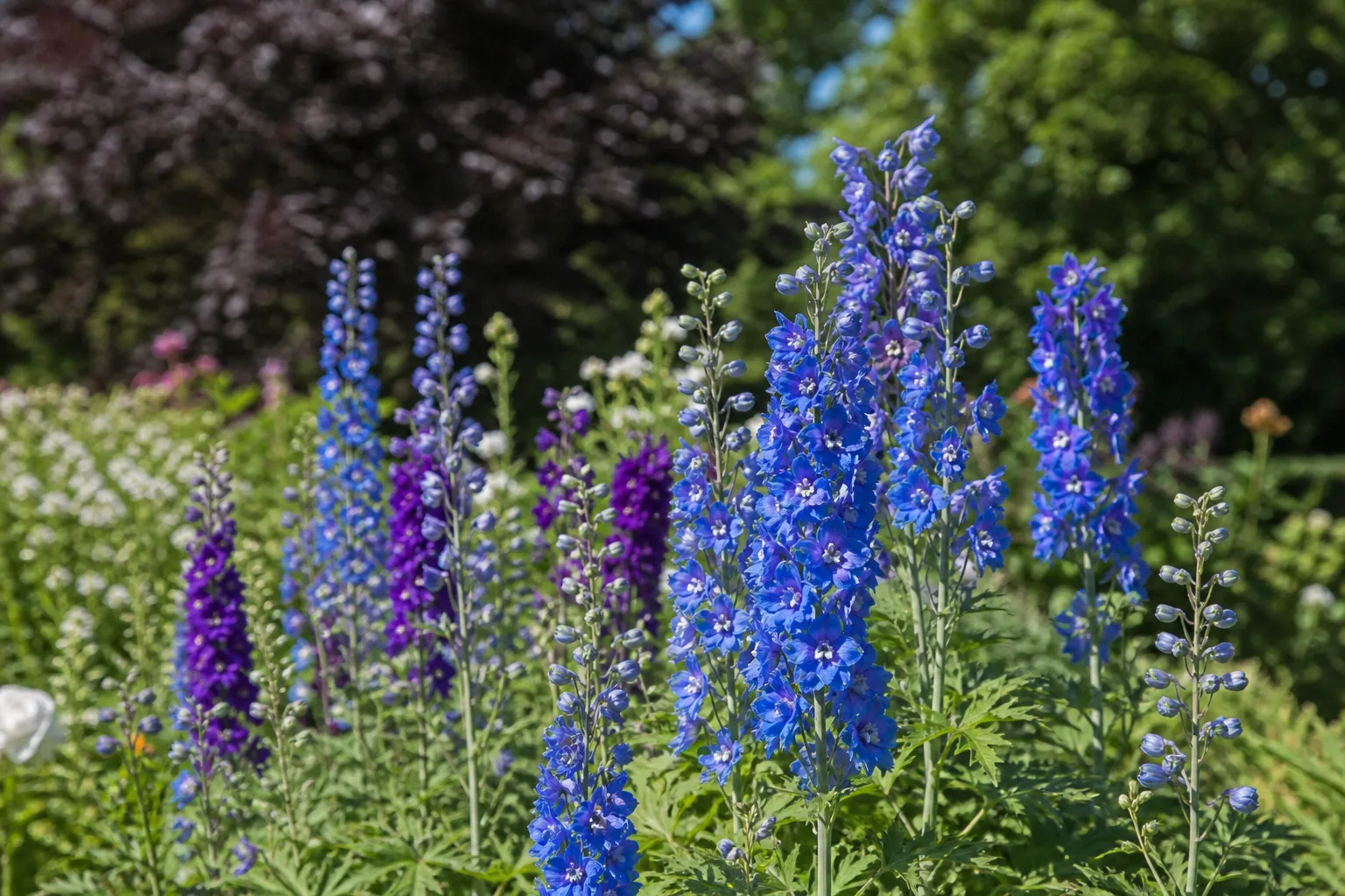 Delphinium flower spikes with true blue and purple blooms in a sunny perennial border