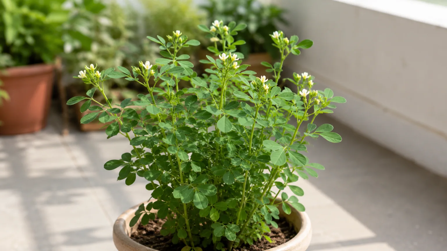 Fenugreek houseplant