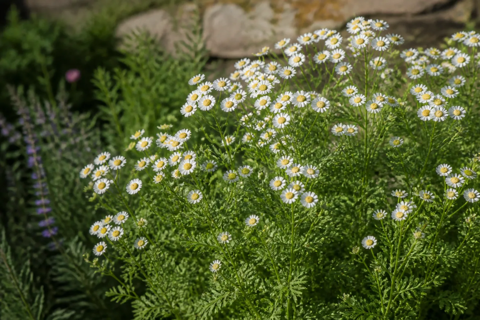 Small white daisy feverfew flowers with yellow centers in a cottage herb border