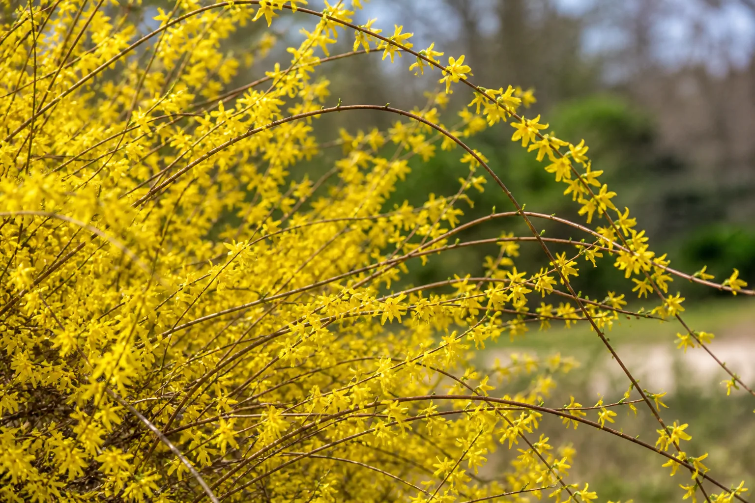 Forsythia shrub covered in bright yellow spring flowers on arching stems