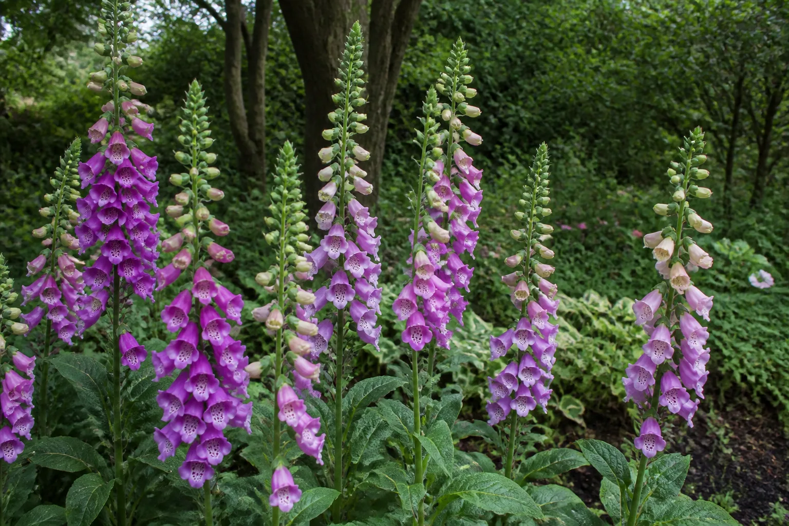 Foxglove plants with tall spikes of tubular purple and pink bell flowers