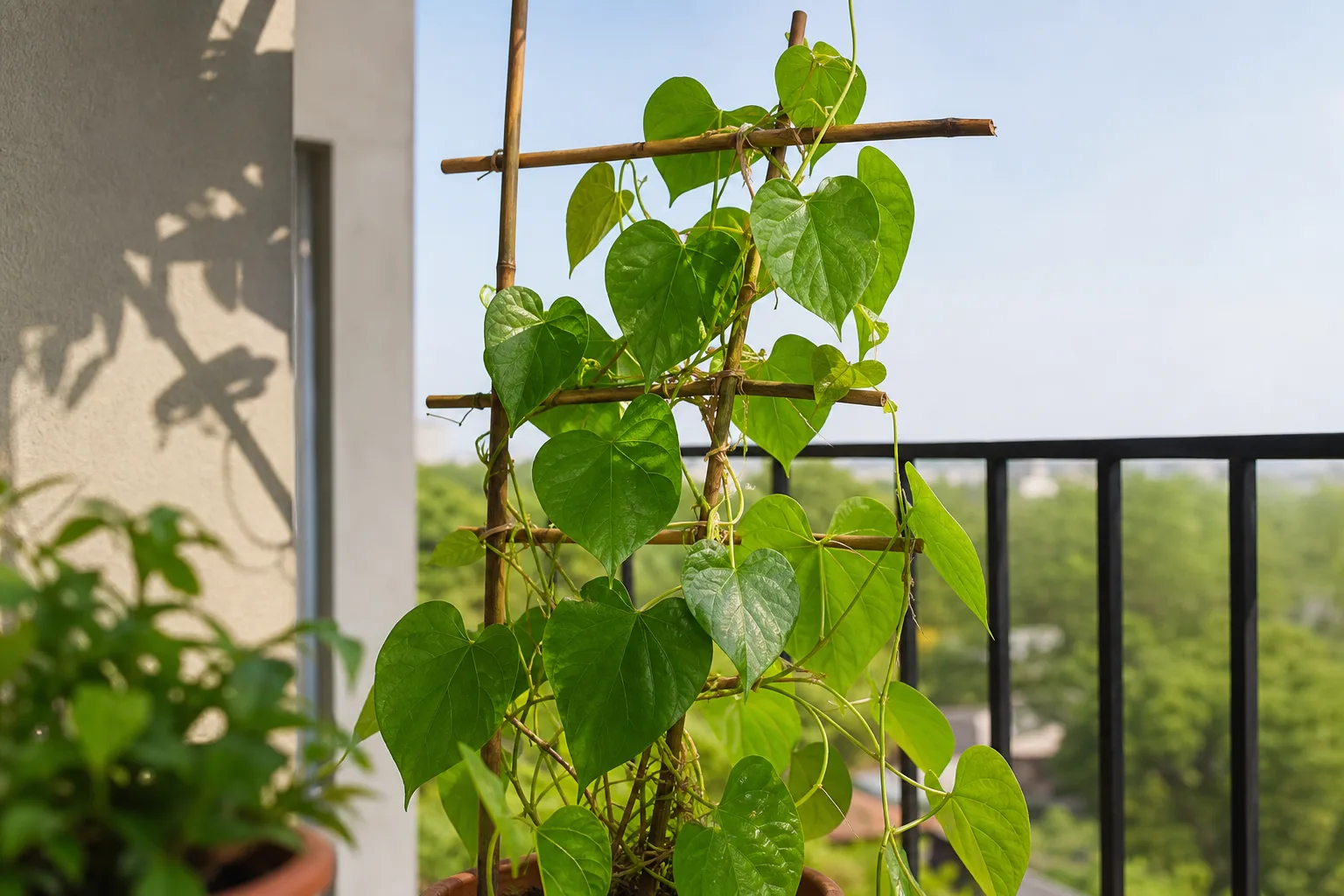 Giloy houseplant