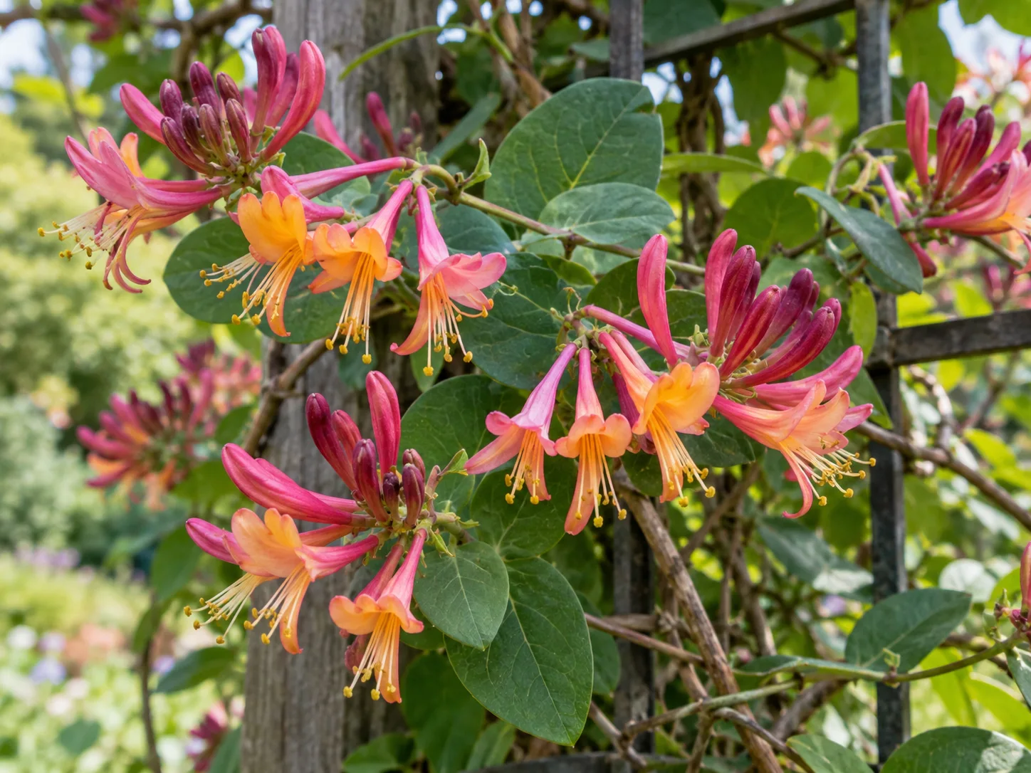 Rose-pink and yellow Goldflame honeysuckle flowers