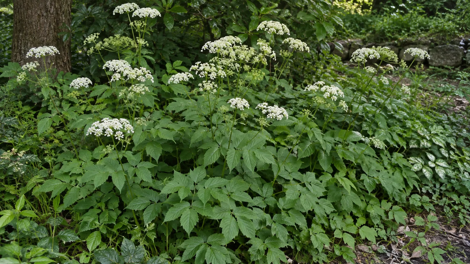 Goutweed with divided green leaves and small white flower clusters