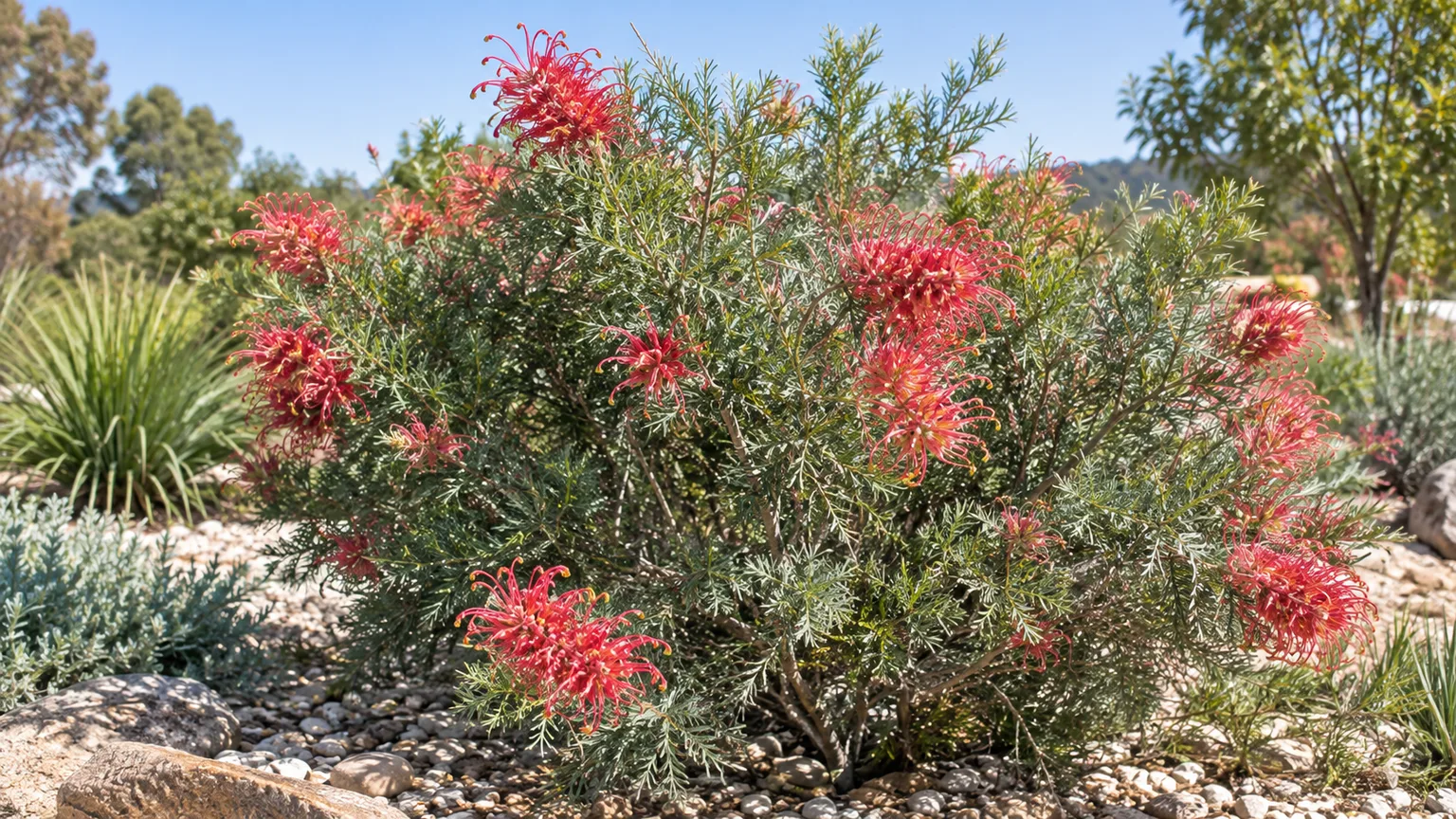 A healthy flowering Grevillea shrub with finely divided foliage and coral-red spider-shaped blooms in a sunny gravel garden.