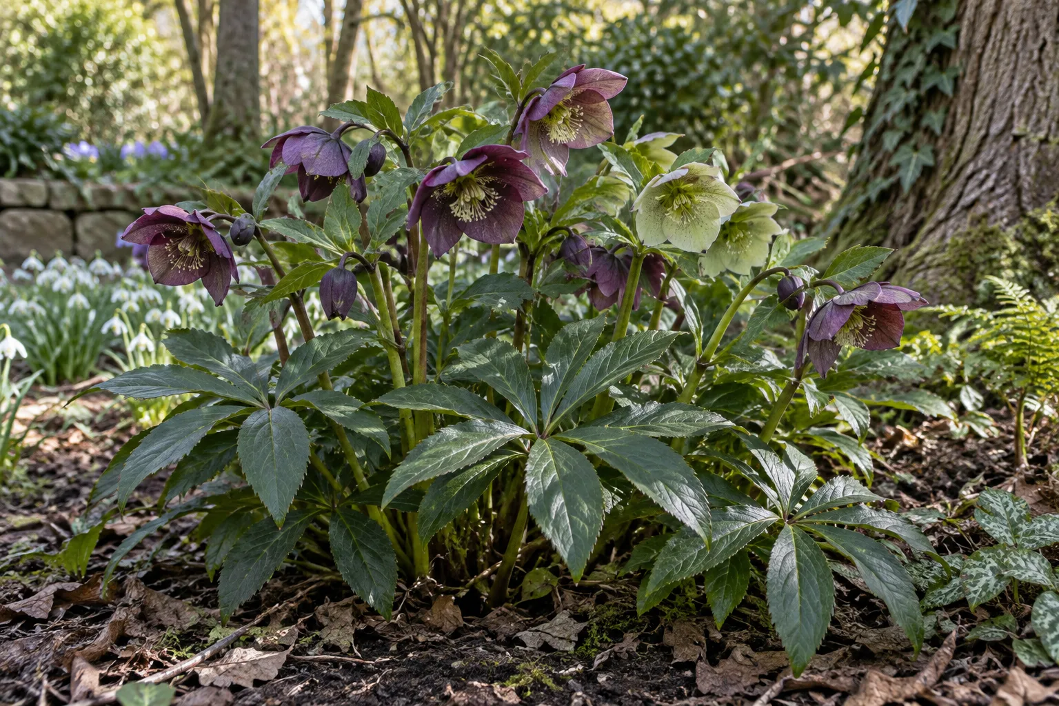 Hybrid Lenten rose with dusky purple and pale green flowers above glossy divided leaves in dappled shade