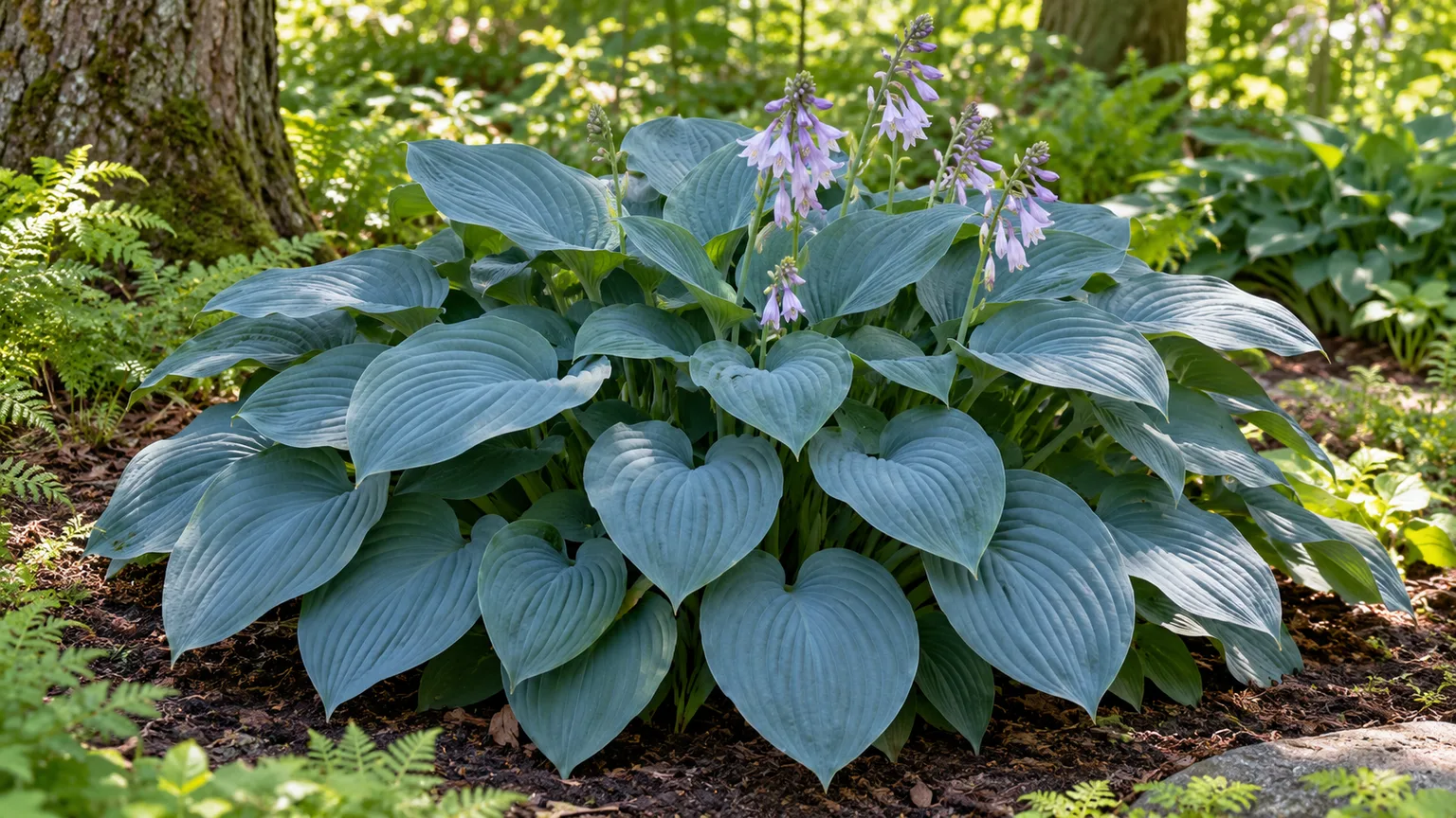 Healthy Halcyon hosta with ribbed blue-green leaves and pale lilac blooms in dappled shade