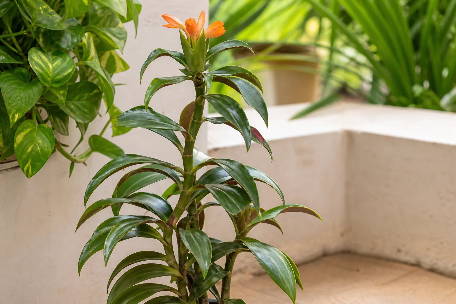 Insulin Plant houseplant