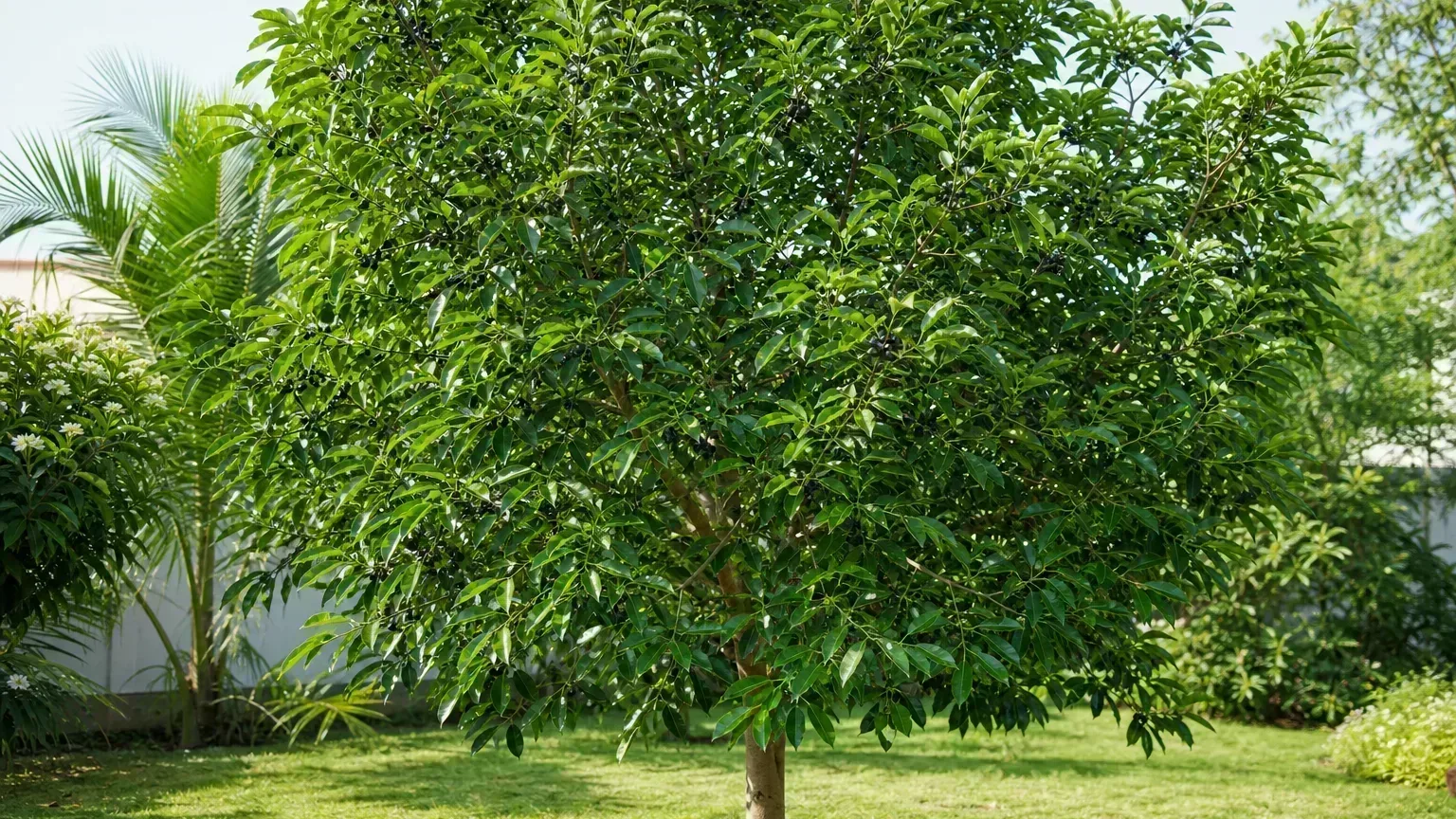 Jamun houseplant