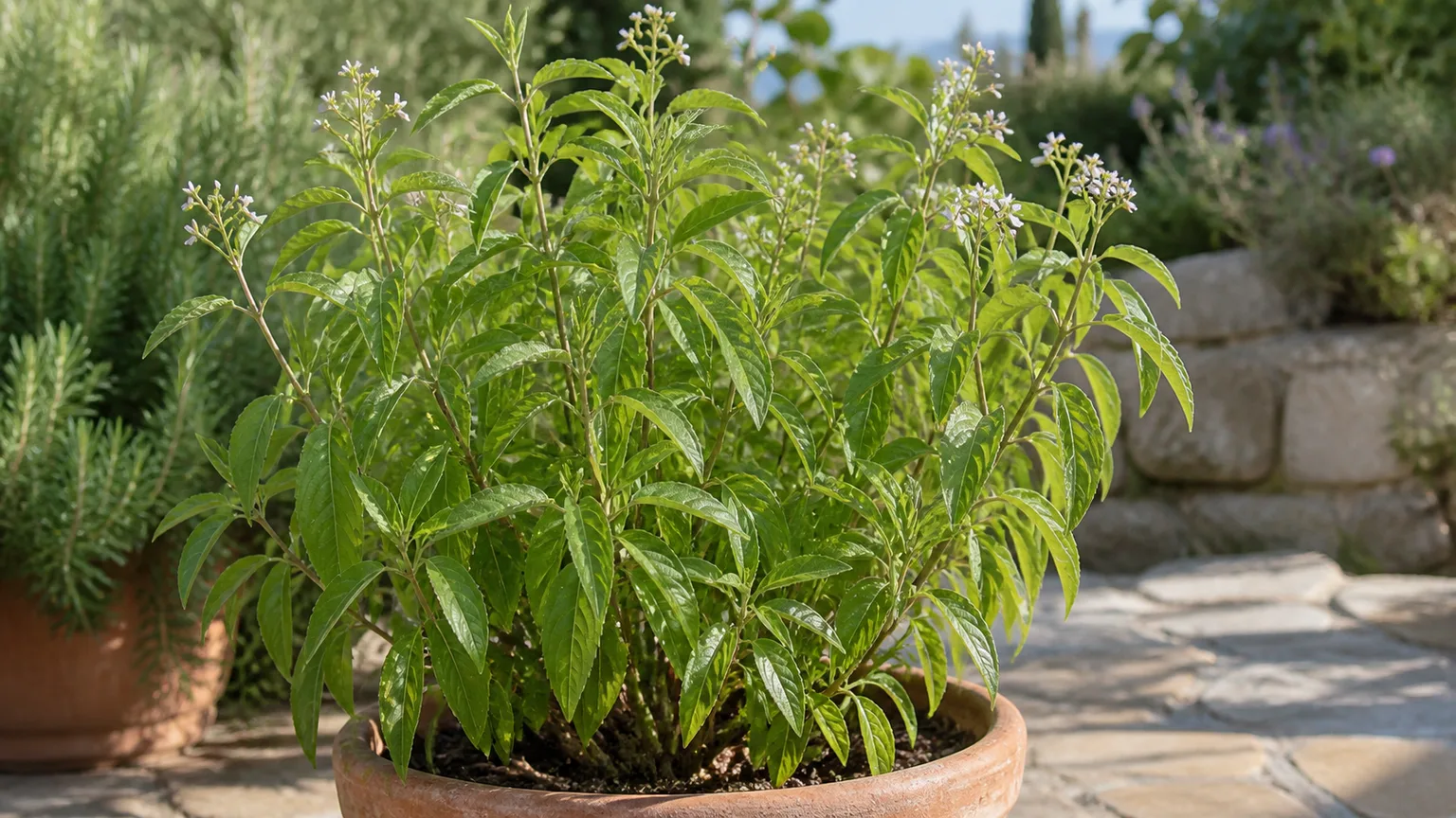 A healthy lemon verbena shrub growing in a sunny garden container