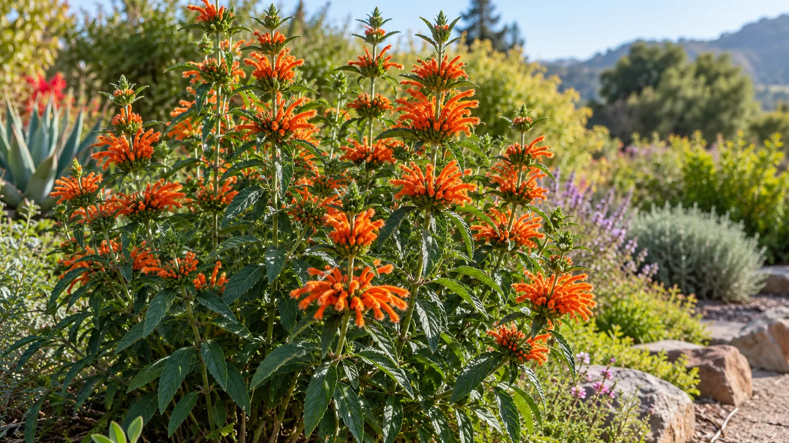 Lion's tail shrub in full orange-red flower in a sunny garden border