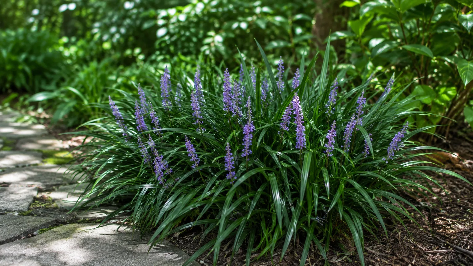 Healthy liriope with arching dark-green leaves and lavender flower spikes along a shaded garden path