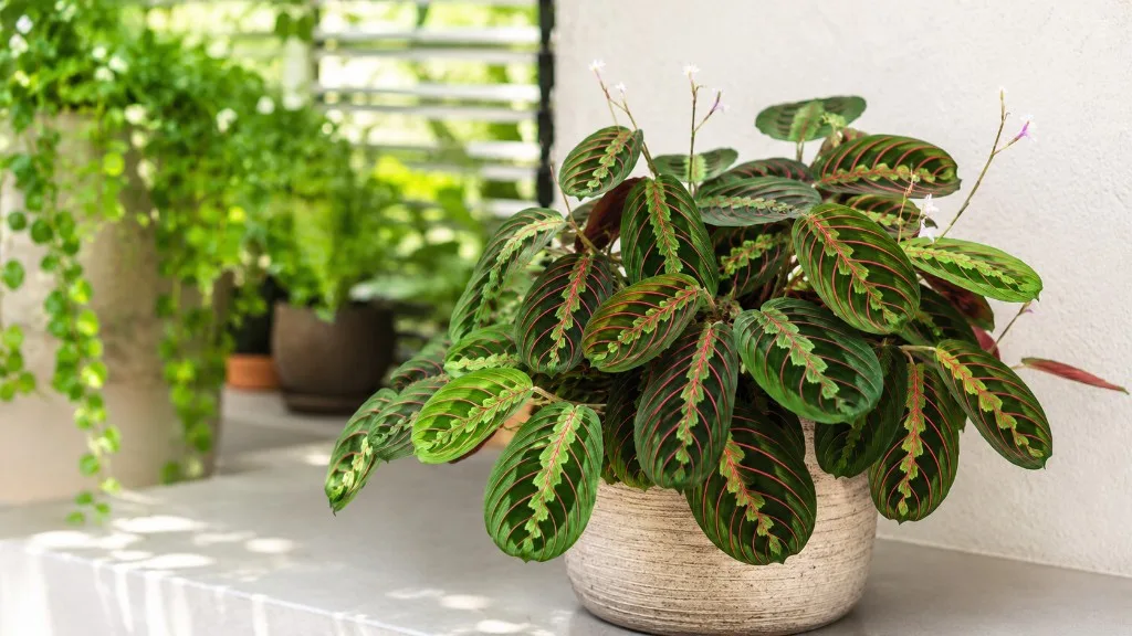 Prayer plant with herringbone leaf pattern on a shelf